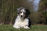 BERGER AUSTRALIEN PUPPIES 395